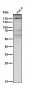 Anti-MRC1/Cd206 Rabbit Monoclonal Antibody