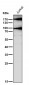 Anti-MRC1/Cd206 Rabbit Monoclonal Antibody