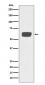Anti-PLAT/Tpa Rabbit Monoclonal Antibody