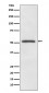 Anti-MiTF Rabbit Monoclonal Antibody