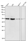Anti-MiTF Rabbit Monoclonal Antibody