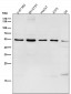 Anti-MiTF Rabbit Monoclonal Antibody