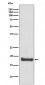 Anti-ARF6 Rabbit Monoclonal Antibody