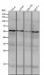 Anti-TRF1 TERF1 Rabbit Monoclonal Antibody