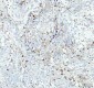 Anti-CD74 Rabbit Monoclonal Antibody