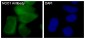 Anti-NQO1/Dt Diaphorase Rabbit Monoclonal Antibody