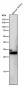 Anti-NQO1/Dt Diaphorase Rabbit Monoclonal Antibody