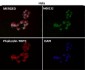 Anti-CTCF Rabbit Monoclonal Antibody