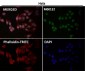Anti-CTCF Rabbit Monoclonal Antibody