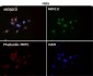 Anti-CTCF Rabbit Monoclonal Antibody