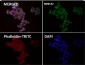 Anti-CTCF Rabbit Monoclonal Antibody