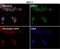 Anti-CTCF Rabbit Monoclonal Antibody