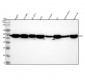Anti-EDG1 S1PR1 Rabbit Monoclonal Antibody