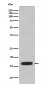Anti-CD59 Rabbit Monoclonal Antibody