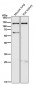 Anti-TLR5 Rabbit Monoclonal Antibody