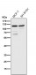 Anti-TLR5 Rabbit Monoclonal Antibody