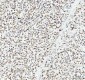 Anti-ATPB Rabbit Monoclonal Antibody