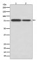 Anti-DRD1/Dopamine Receptor D1 Rabbit Monoclonal Antibody
