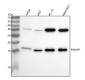 Anti-Noxa Rabbit Monoclonal Antibody