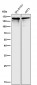 Anti-NEFM/Nf M Rabbit Monoclonal Antibody