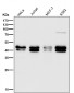 Anti-TIA1 Rabbit Monoclonal Antibody