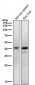 Anti-TIA1 Rabbit Monoclonal Antibody