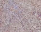 Anti-Ku70 XRCC6 Rabbit Monoclonal Antibody