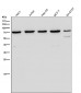 Anti-Ku70 XRCC6 Rabbit Monoclonal Antibody