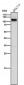 Anti-CD26/DPP4 Rabbit Monoclonal Antibody
