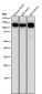 Anti-CD26/DPP4 Rabbit Monoclonal Antibody