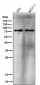 Anti-GCLC Rabbit Monoclonal Antibody