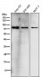 Anti-GCLC Rabbit Monoclonal Antibody