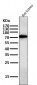 Anti-GCLC Rabbit Monoclonal Antibody