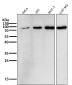 Anti-GCLC Rabbit Monoclonal Antibody