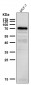 Anti-GCLC Rabbit Monoclonal Antibody