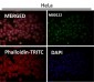 Anti-PARP PARP1 Rabbit Monoclonal Antibody
