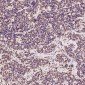 Anti-PARP PARP1 Rabbit Monoclonal Antibody