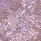 Anti-PARP PARP1 Rabbit Monoclonal Antibody
