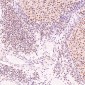 Anti-PARP PARP1 Rabbit Monoclonal Antibody