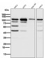 Anti-PARP PARP1 Rabbit Monoclonal Antibody
