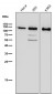 Anti-PARP PARP1 Rabbit Monoclonal Antibody