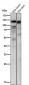 Anti-MKLP1 KIF23 Rabbit Monoclonal Antibody