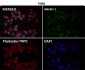 Anti-RNF20 Rabbit Monoclonal Antibody