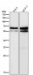 Anti-Smad4 Rabbit Monoclonal Antibody