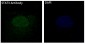 Anti-STAT3 Rabbit Monoclonal Antibody