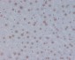 Anti-STAT3 Rabbit Monoclonal Antibody