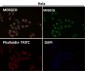 Anti-PTBP2 Rabbit Monoclonal Antibody