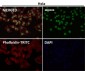 Anti-PTBP2 Rabbit Monoclonal Antibody