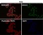 Anti-PTBP2 Rabbit Monoclonal Antibody
