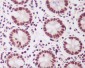 Anti-PTBP2 Rabbit Monoclonal Antibody
